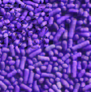 Lavender Toppettes