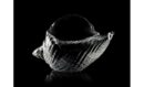 Seashell Glass