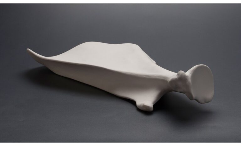 Veal Shoulder Plate