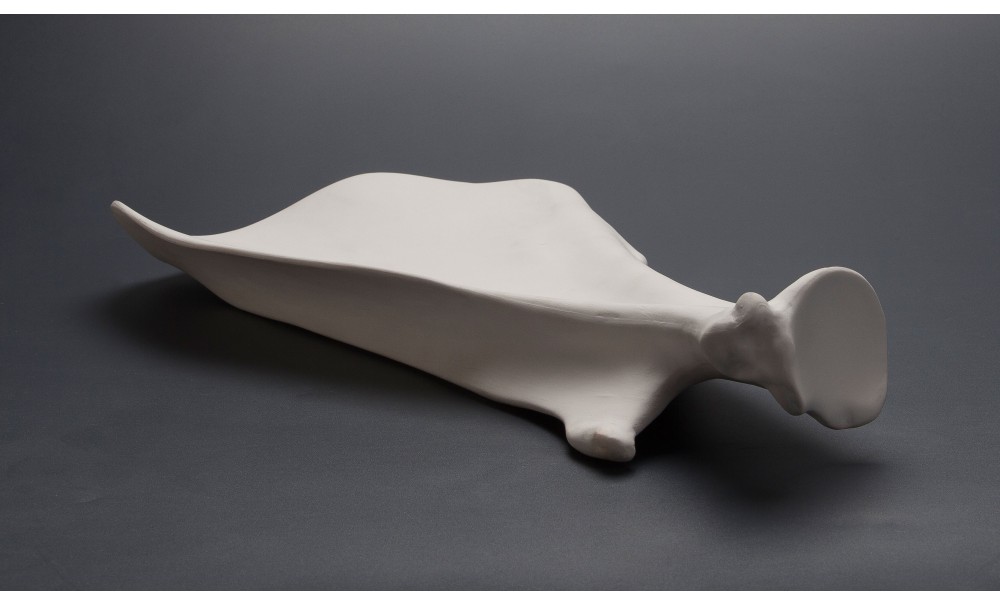 Veal Shoulder Plate