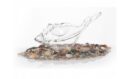 Murex Sea Snail